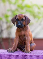Ghost, a male Rhodesian Ridgeback for sale in Grayson, GA – Photo 4 of 4
