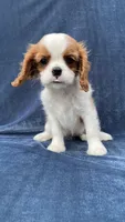 Marley, a male Cavalier King Charles Spaniel for sale in Grayson, GA – Photo 5 of 5
