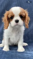 Marley, a male Cavalier King Charles Spaniel for sale in Grayson, GA – Photo 1 of 5