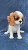 Marley, a male Cavalier King Charles Spaniel for sale in Grayson, GA – Photo 3 of 5