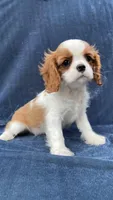 Marley, a male Cavalier King Charles Spaniel for sale in Grayson, GA – Photo 2 of 5