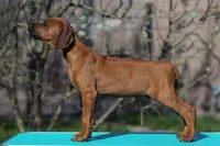 Gato, a male Rhodesian Ridgeback for sale in Grayson, GA – Photo 4 of 5