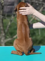 Gato, a male Rhodesian Ridgeback for sale in Grayson, GA – Photo 5 of 5