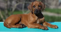 Gato, a male Rhodesian Ridgeback for sale in Grayson, GA – Photo 1 of 5