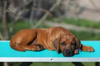Gato, a male Rhodesian Ridgeback for sale in Grayson, GA – Photo 2 of 5