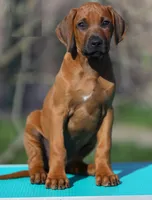 Gato, a male Rhodesian Ridgeback for sale in Grayson, GA – Photo 3 of 5
