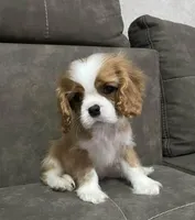 MAX, a male Cavalier King Charles Spaniel for sale in Grayson, GA – Photo 1 of 5