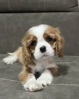 MAX, a male Cavalier King Charles Spaniel for sale in Grayson, GA – Photo 3 of 5