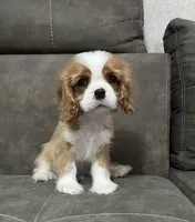 MAX, a male Cavalier King Charles Spaniel for sale in Grayson, GA – Photo 5 of 5