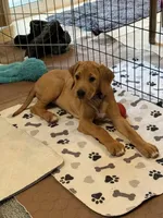 MIMI, a female Rhodesian Ridgeback for sale in Grayson, GA – Photo 3 of 3