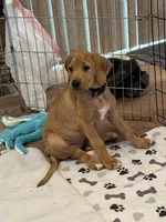 MIMI, a female Rhodesian Ridgeback for sale in Grayson, GA – Photo 1 of 3