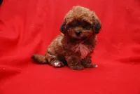 JOE, a male Havanese for sale in Grayson, GA – Photo 3 of 5