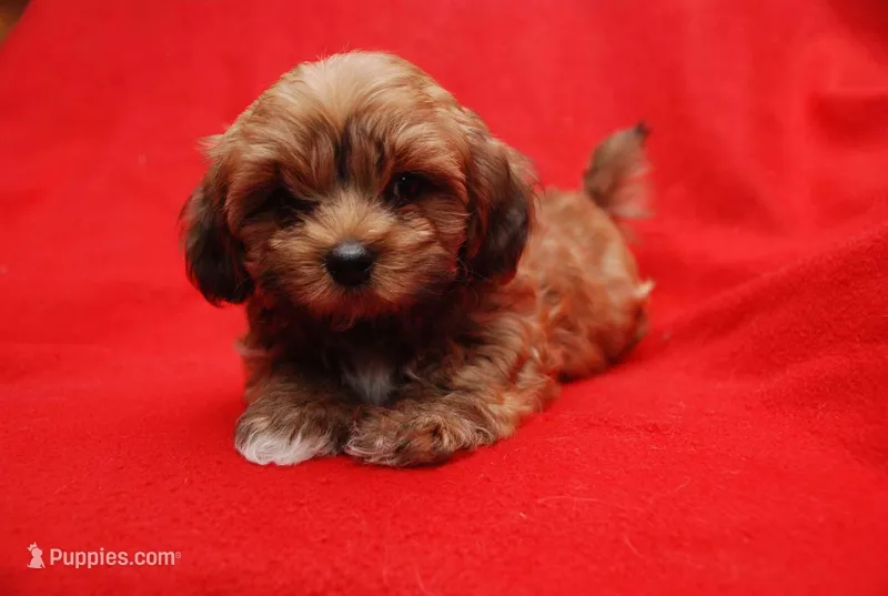 JOE, a male Havanese for sale in Grayson, GA – Photo 1 of 5