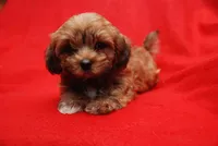 JOE, a male Havanese for sale in Grayson, GA – Photo 1 of 5