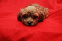 JOE, a male Havanese for sale in Grayson, GA – Photo 4 of 5