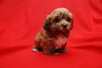 JOE, a male Havanese for sale in Grayson, GA – Photo 2 of 5