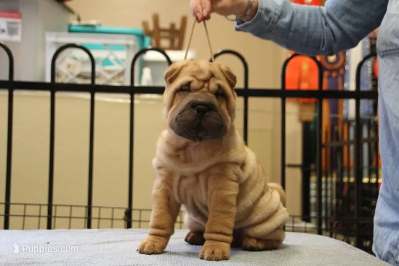 Jamise, a female Chinese Shar-Pei for sale in Grayson, GA – Photo 1 of 5