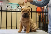 Jamise, a female Chinese Shar-Pei for sale in Grayson, GA – Photo 1 of 5