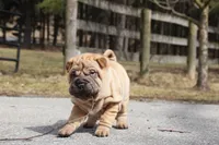 Jamise, a female Chinese Shar-Pei for sale in Grayson, GA – Photo 4 of 5