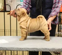 Jamise, a female Chinese Shar-Pei for sale in Grayson, GA – Photo 3 of 5