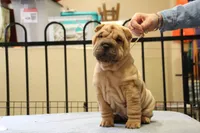 Jamise, a female Chinese Shar-Pei for sale in Grayson, GA – Photo 2 of 5