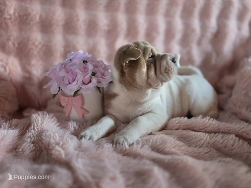 Jenny, a female Chinese Shar-Pei for sale in Grayson, GA – Photo 1 of 3