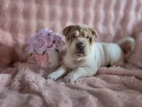 Jenny, a female Chinese Shar-Pei for sale in Grayson, GA – Photo 2 of 3