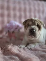 Jenny, a female Chinese Shar-Pei for sale in Grayson, GA – Photo 3 of 3