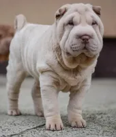 Dodger, a male Chinese Shar-Pei for sale in Grayson, GA – Photo 4 of 5