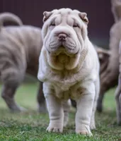 Dodger, a male Chinese Shar-Pei for sale in Grayson, GA – Photo 5 of 5