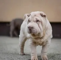 Dodger, a male Chinese Shar-Pei for sale in Grayson, GA – Photo 1 of 5