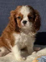 Manny, a male Cavalier King Charles Spaniel for sale in Grayson, GA – Photo 1 of 6