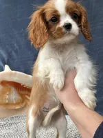 Manny, a male Cavalier King Charles Spaniel for sale in Grayson, GA – Photo 5 of 6