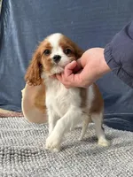 Manny, a male Cavalier King Charles Spaniel for sale in Grayson, GA – Photo 6 of 6
