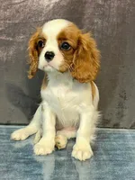TORI, a female Cavalier King Charles Spaniel for sale in Grayson, GA – Photo 5 of 5