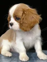 TORI, a female Cavalier King Charles Spaniel for sale in Grayson, GA – Photo 4 of 5