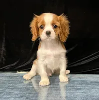 TORI, a female Cavalier King Charles Spaniel for sale in Grayson, GA – Photo 1 of 5