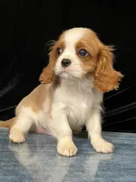 TORI, a female Cavalier King Charles Spaniel for sale in Grayson, GA – Photo 3 of 5