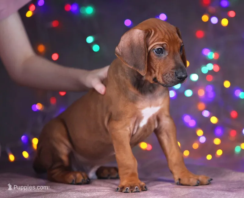 Frizt, a male Rhodesian Ridgeback for sale in Grayson, GA – Photo 1 of 4
