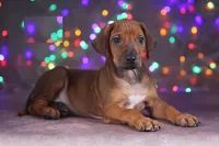 Frizt, a male Rhodesian Ridgeback for sale in Grayson, GA – Photo 3 of 4