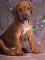 Frizt, a male Rhodesian Ridgeback for sale in Grayson, GA – Photo 4 of 4