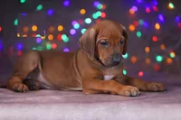 Frizt, a male Rhodesian Ridgeback for sale in Grayson, GA – Photo 2 of 4