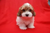 Sherry, a female Havanese for sale in Grayson, GA – Photo 2 of 5