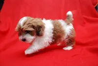 Sherry, a female Havanese for sale in Grayson, GA – Photo 1 of 5
