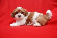 Sherry, a female Havanese for sale in Grayson, GA – Photo 3 of 5