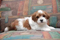 Sherry, a female Havanese for sale in Grayson, GA – Photo 5 of 5