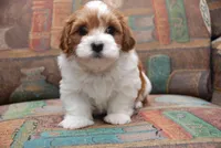 Sherry, a female Havanese for sale in Grayson, GA – Photo 4 of 5