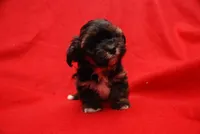 Koopa, a female Havanese for sale in Grayson, GA – Photo 1 of 5