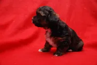 Koopa, a female Havanese for sale in Grayson, GA – Photo 4 of 5