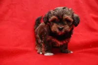 Koopa, a female Havanese for sale in Grayson, GA – Photo 5 of 5